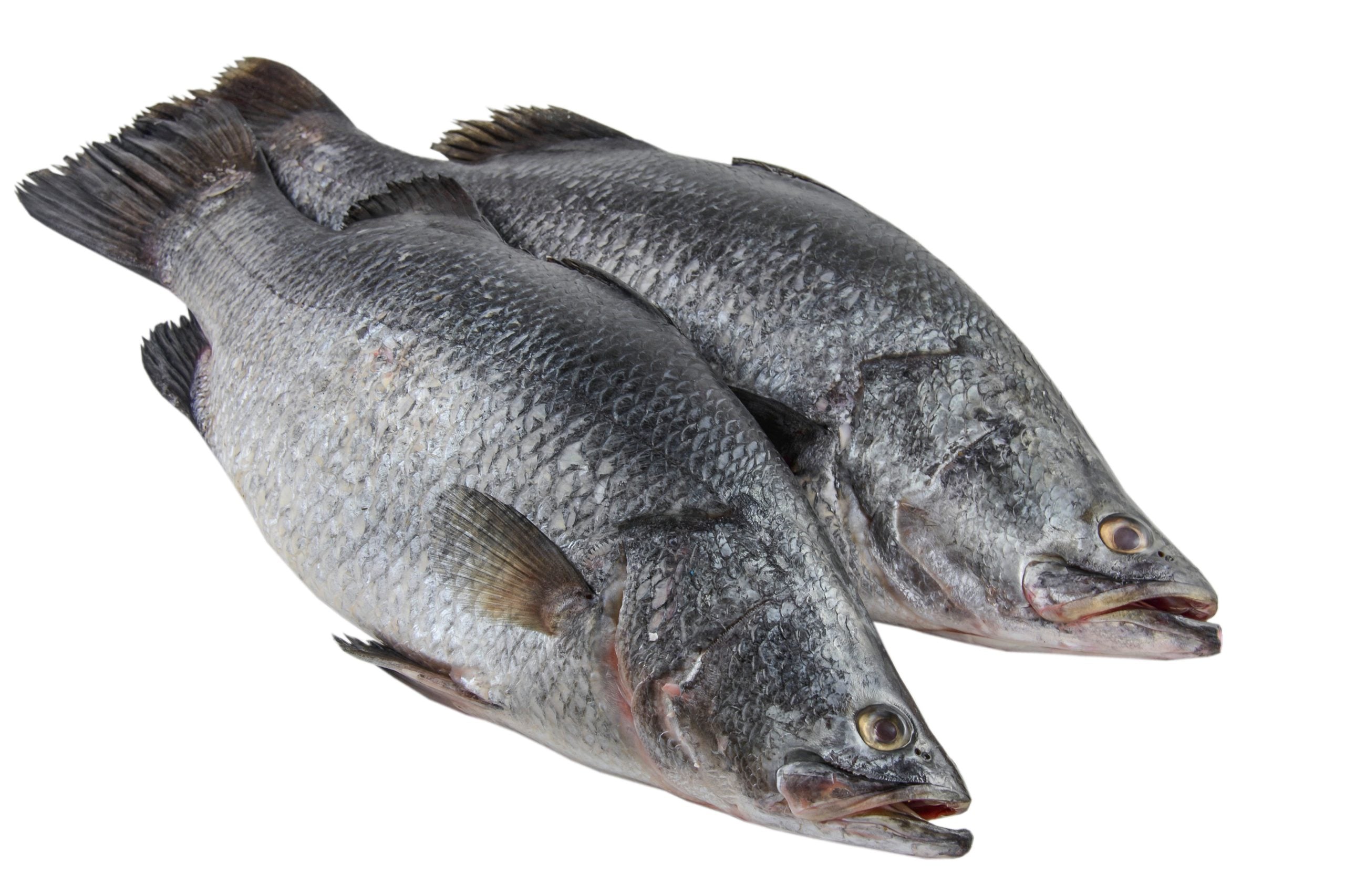 barramundi-1.jpg