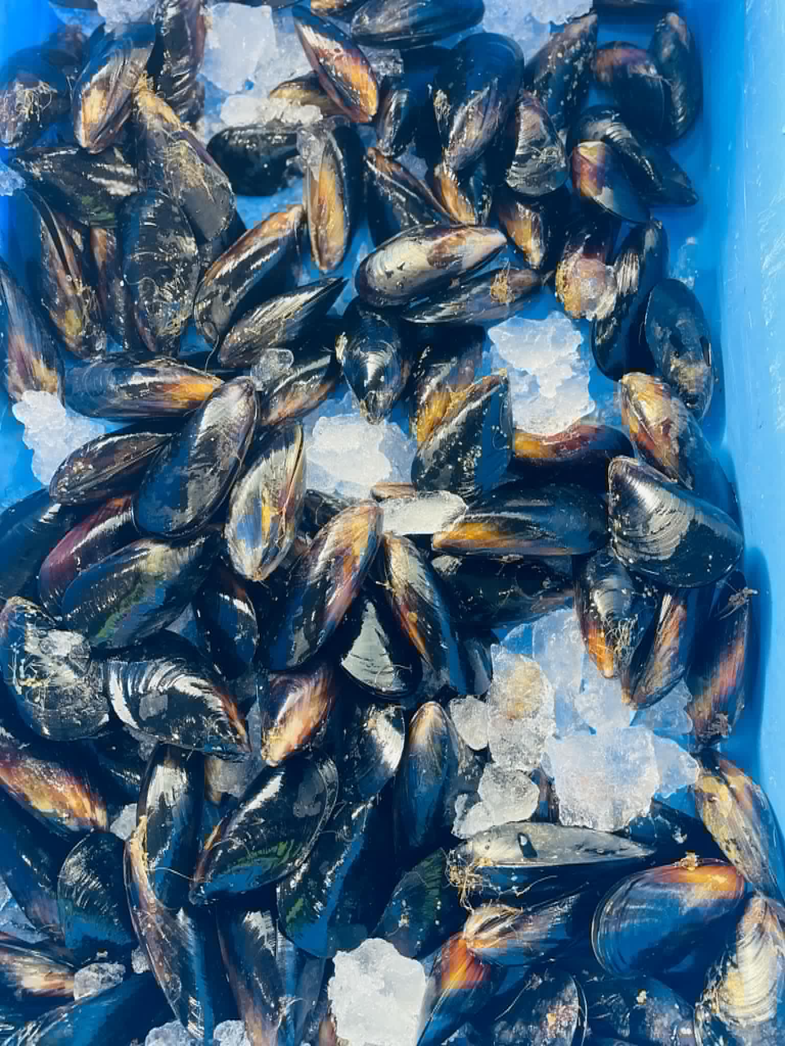 black-mussels-1.jpg