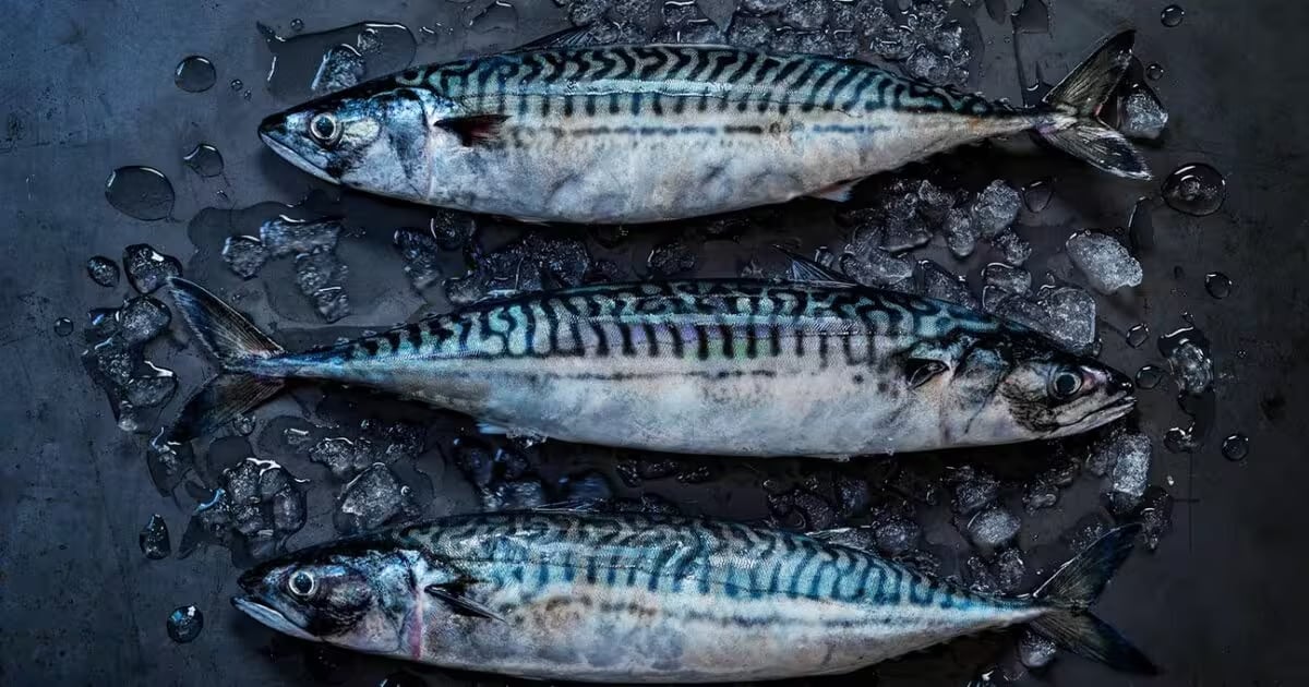 blue-mackerel-1.jpg