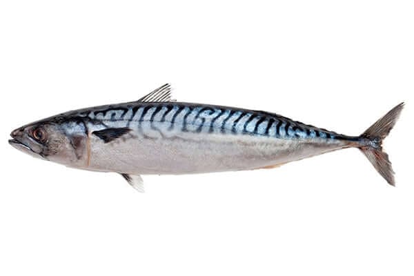 blue-mackerel-2.jpg