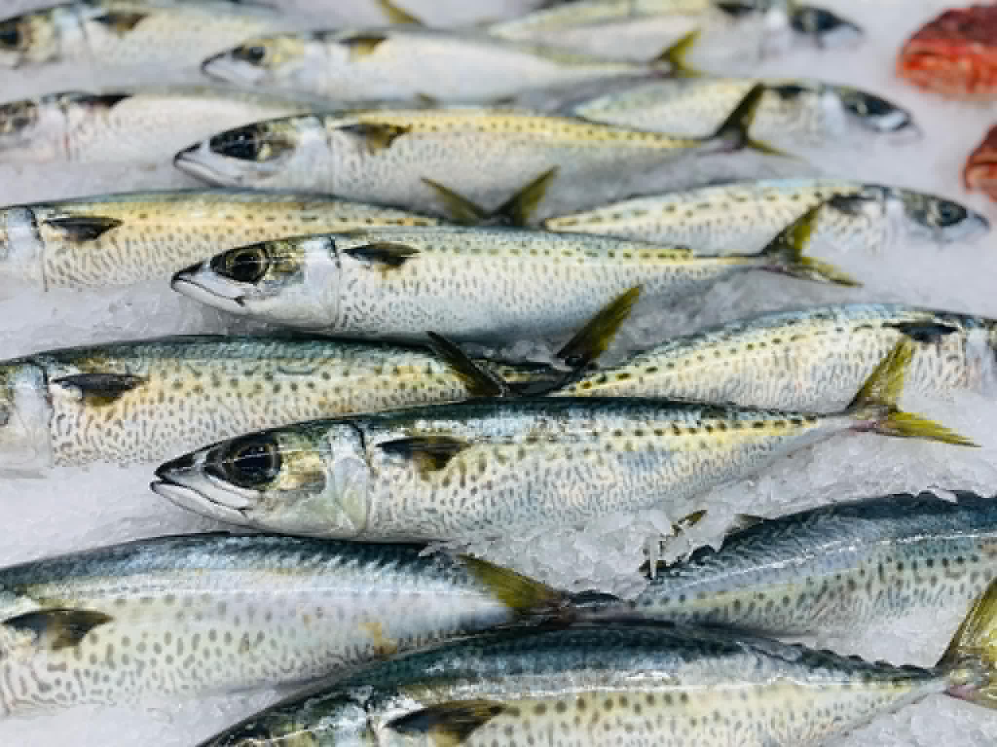 blue-mackerel-3.jpg