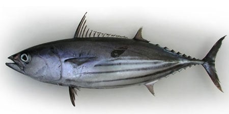 bonito-1.jpg