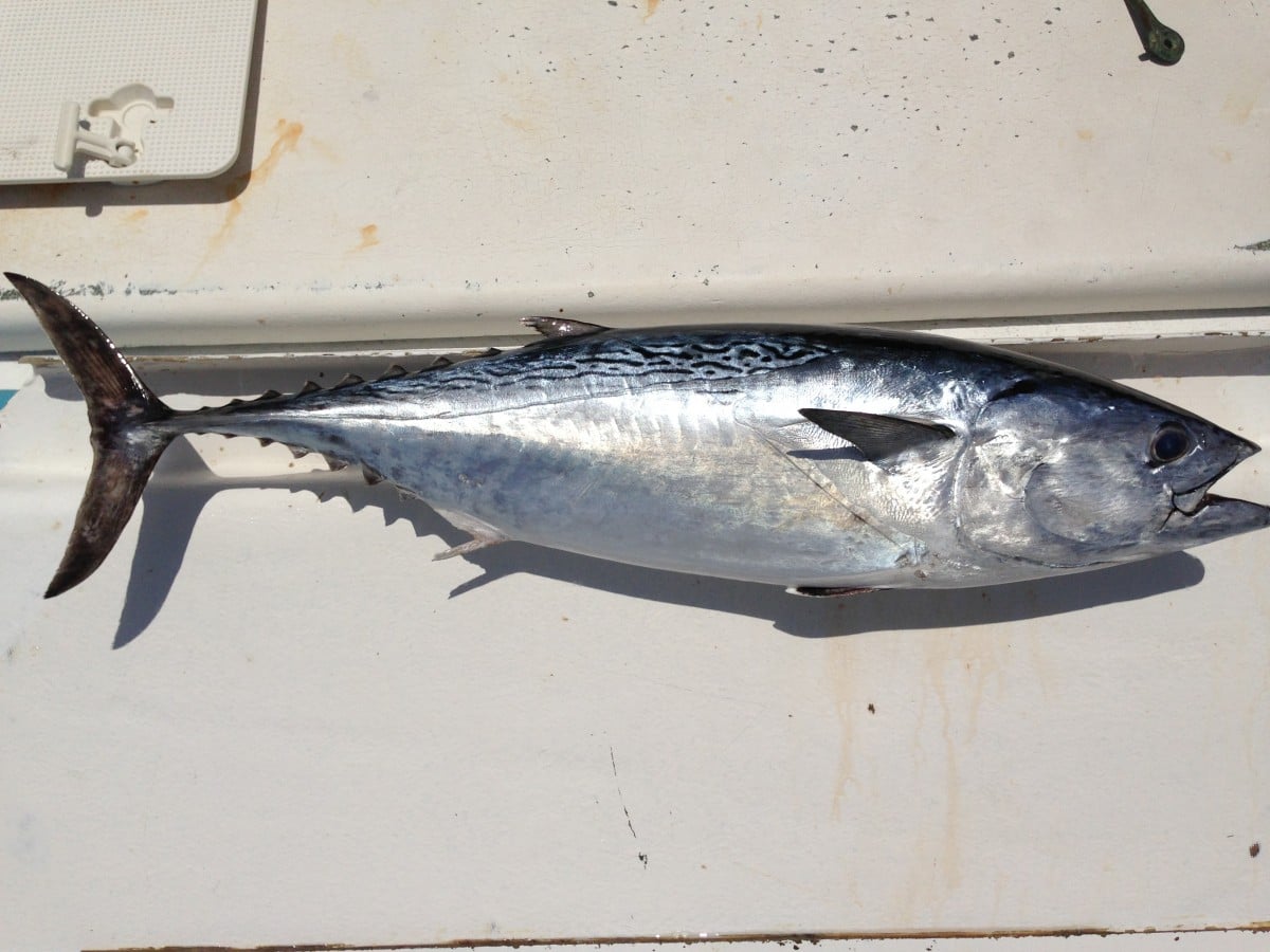 bonito-2.jpg