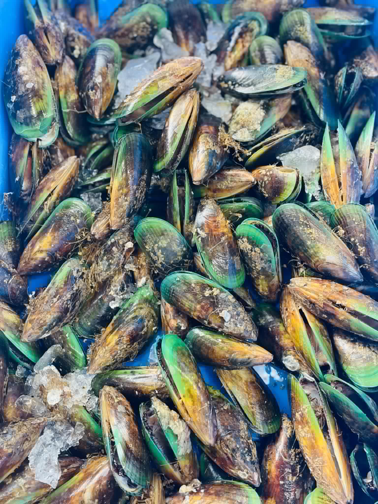 green-mussels-1.jpg