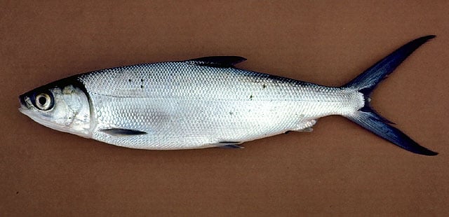 milkfish-1.jpg