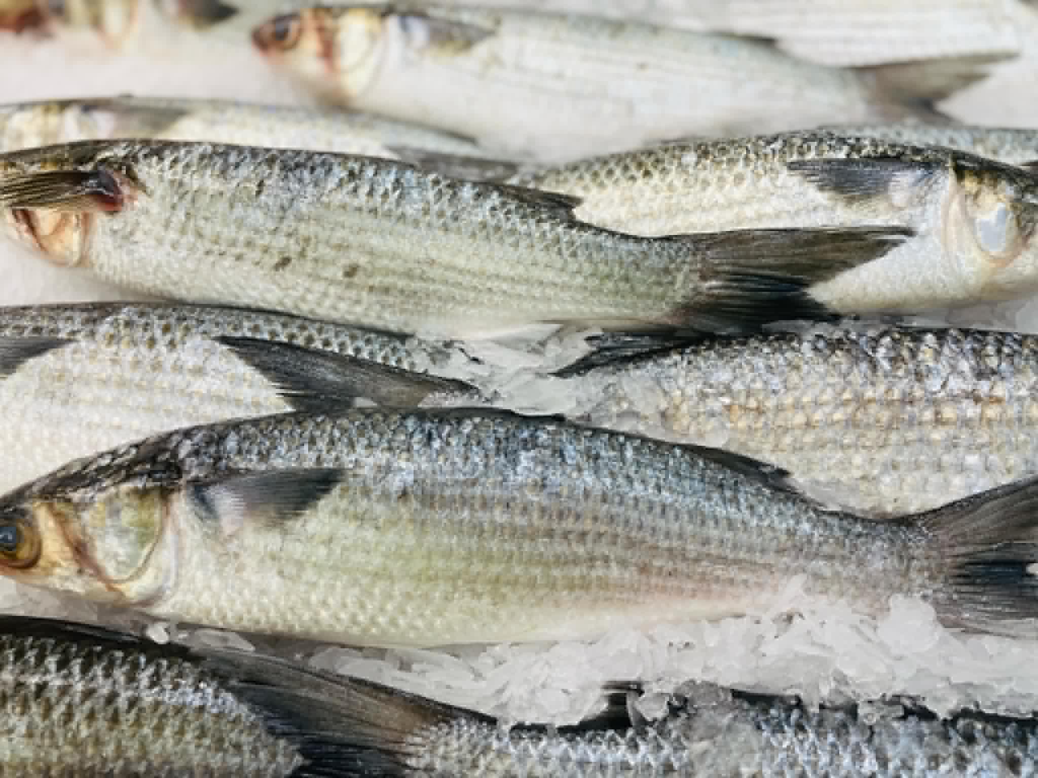 mullet-3.jpg