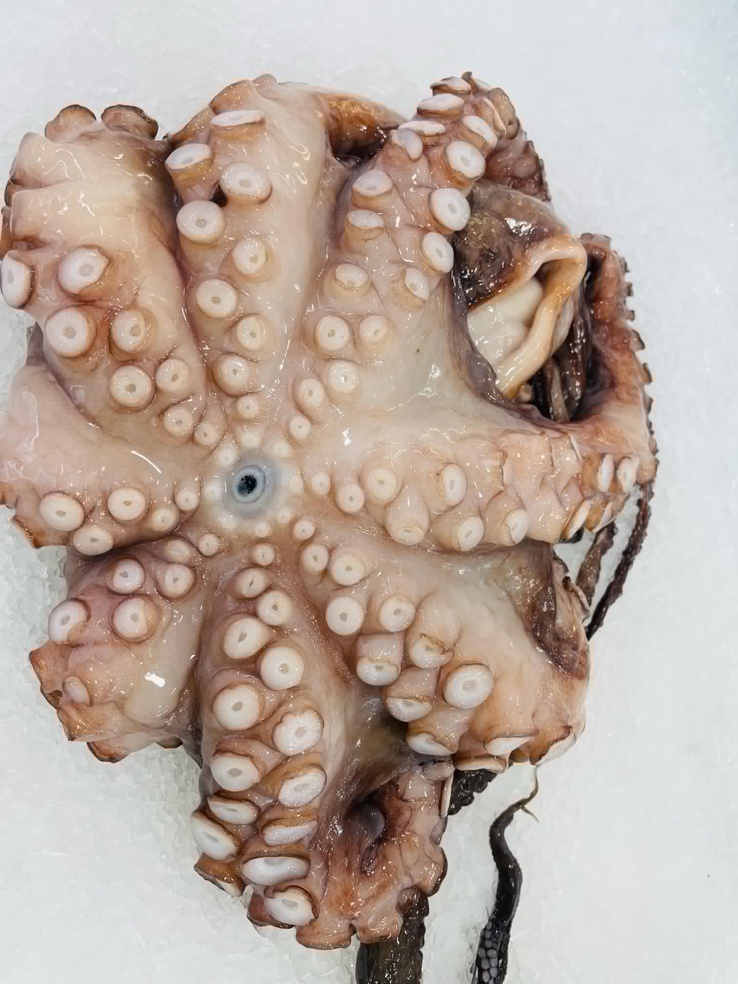 octopus-1.jpg