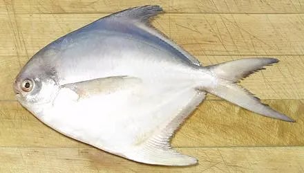 pomfret-1.jpg