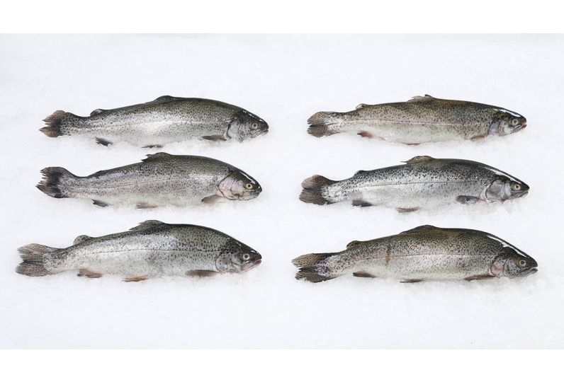 rainbow-trout-1.jpg