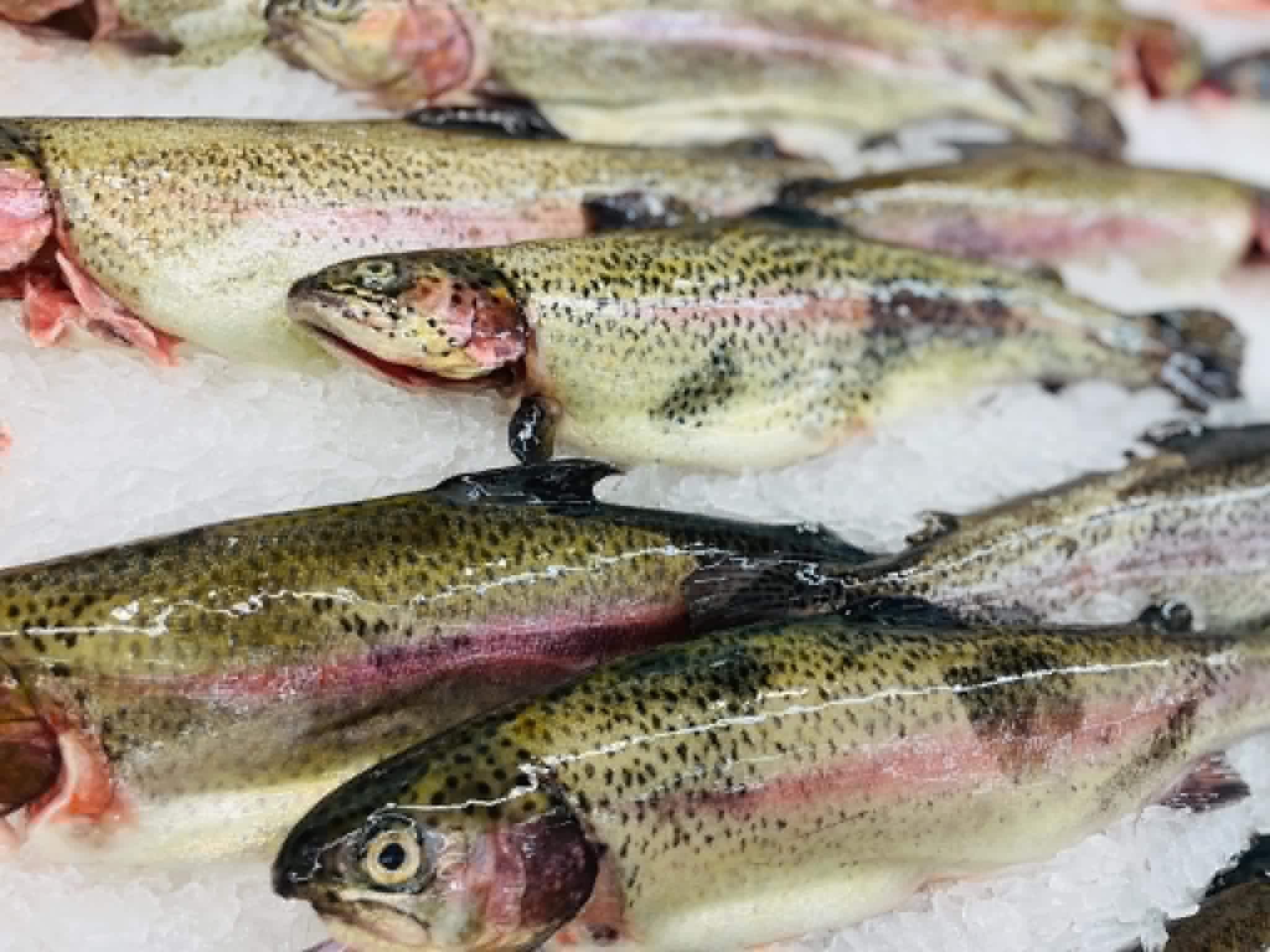 rainbow-trout-2.jpg