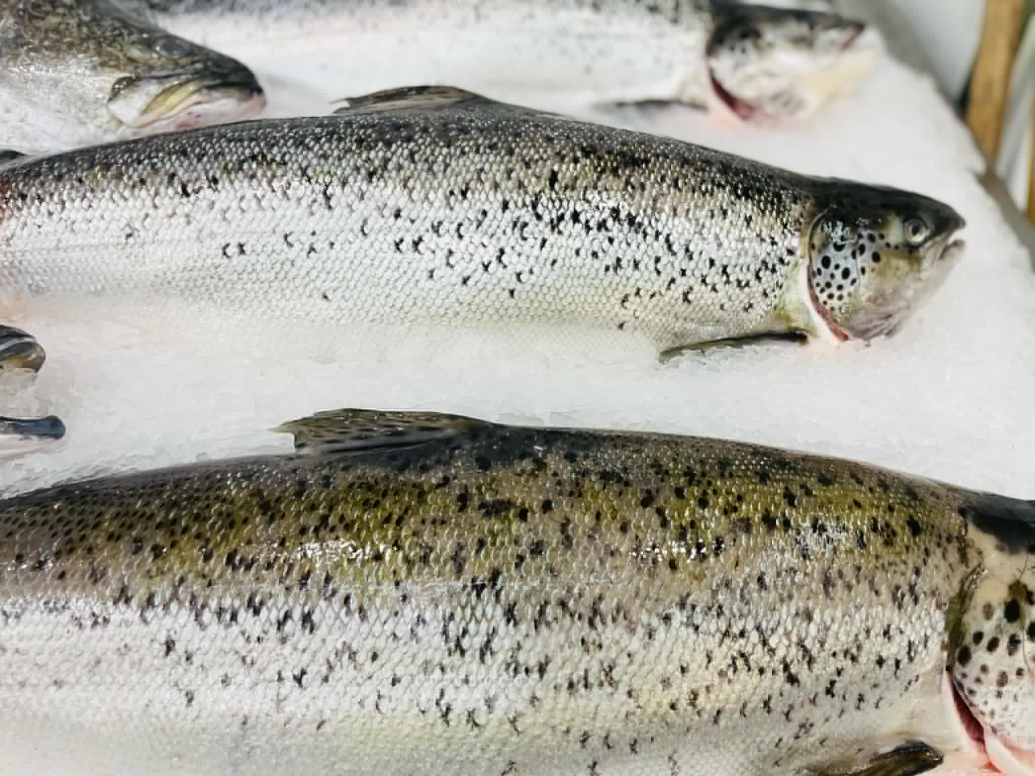salmon-2.jpg