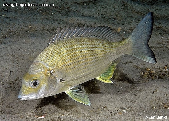 silver-bream-1.jpg