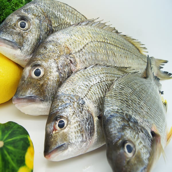 silver-bream-2.jpg