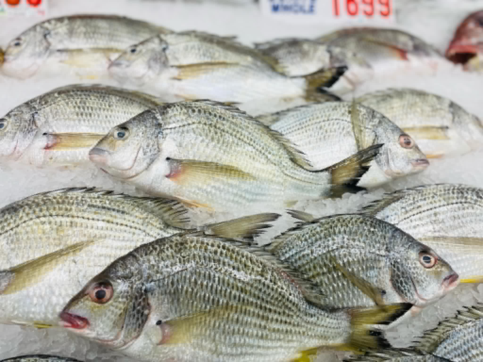 silver-bream-3.jpg