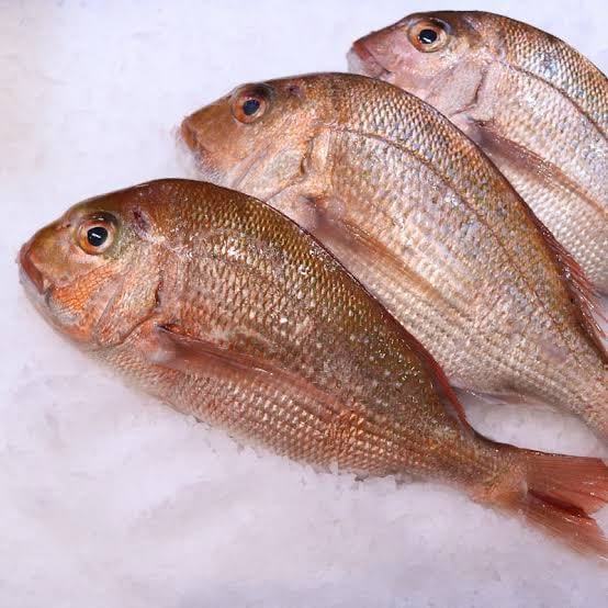 snapper-1.jpg