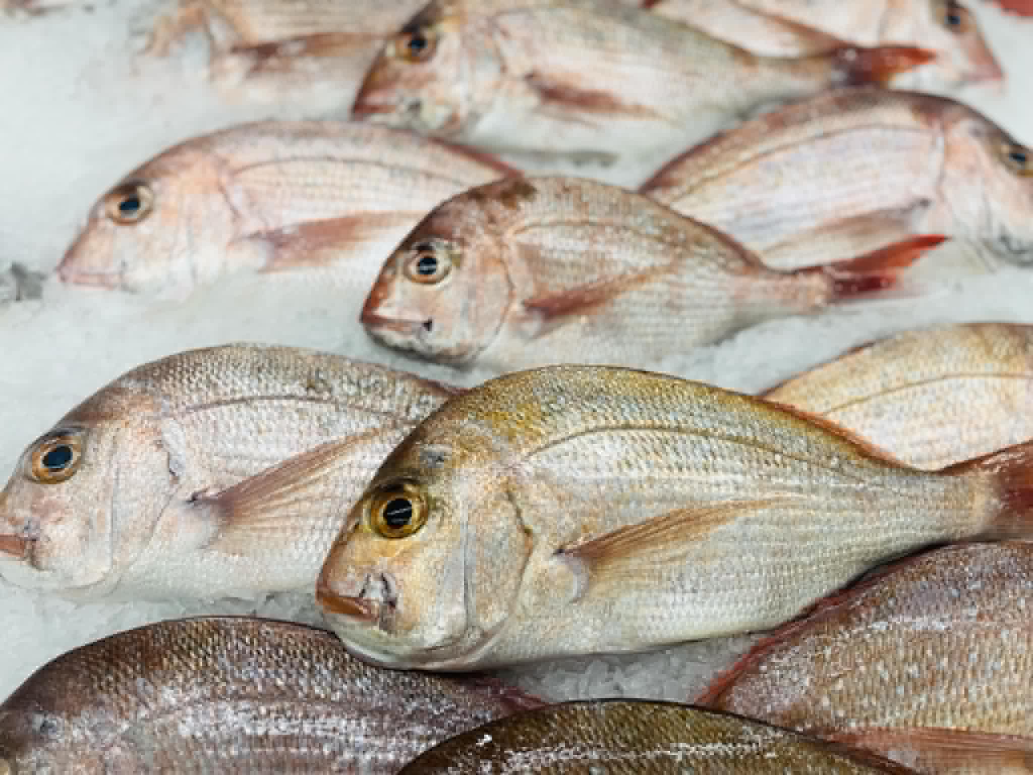 snapper-2.jpg