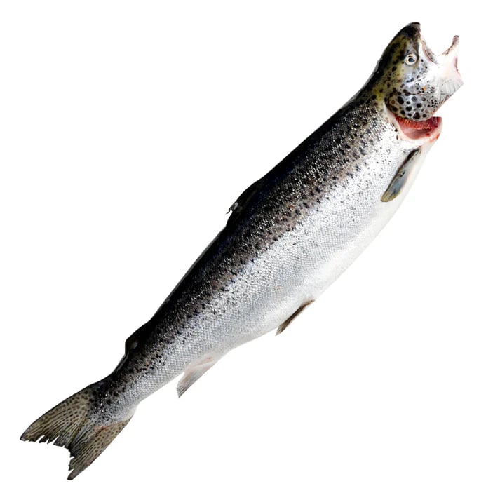 tasmanian-salmon-1.jpg