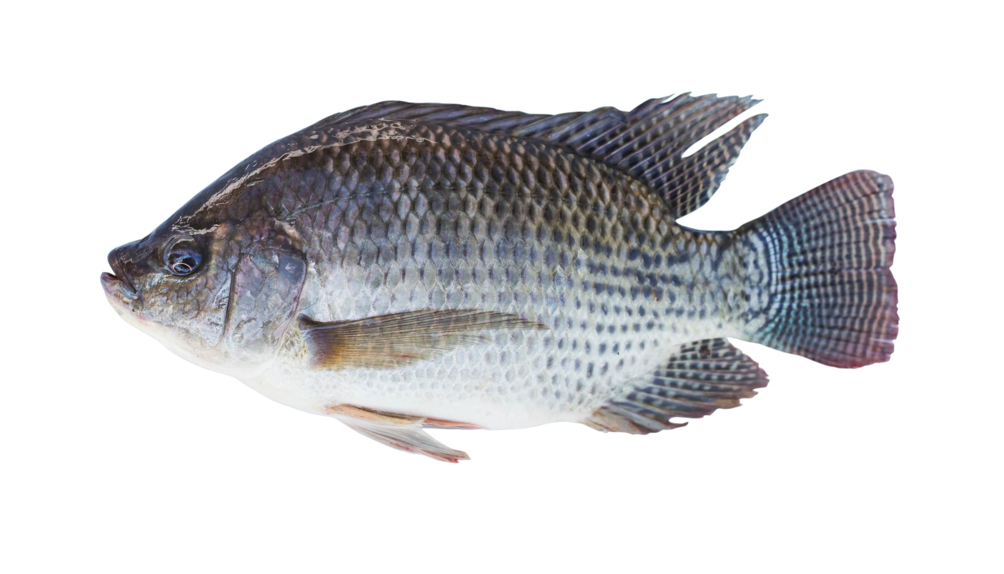 tilapia-2.jpg