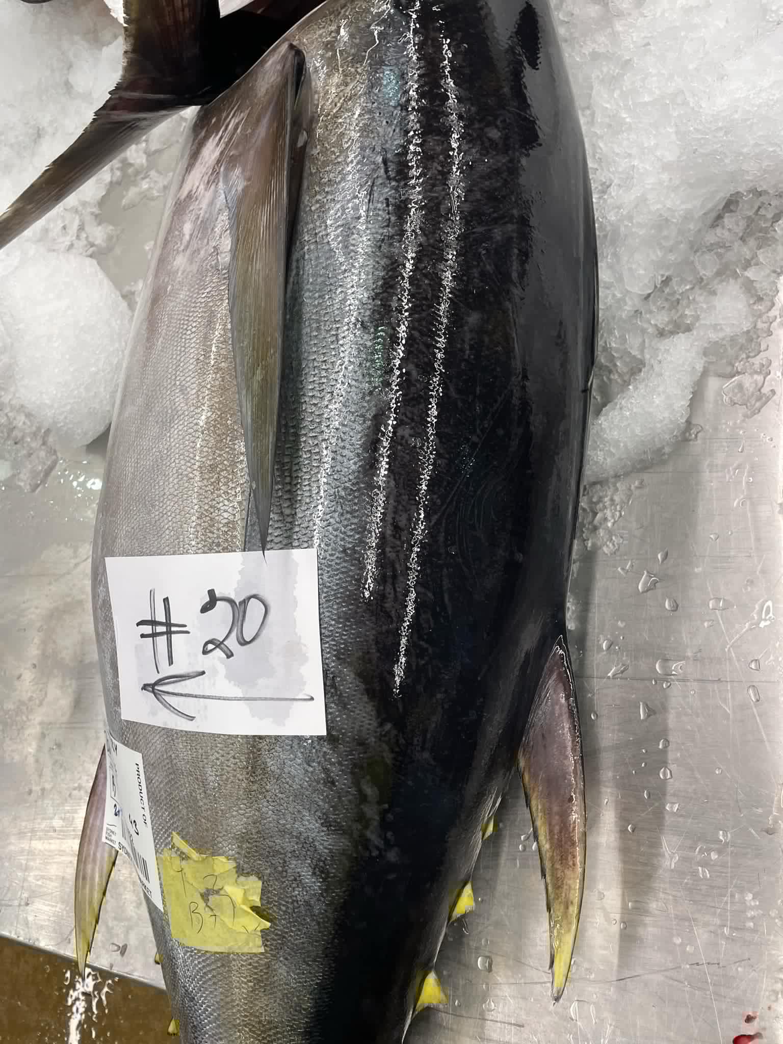 tuna-1.jpg