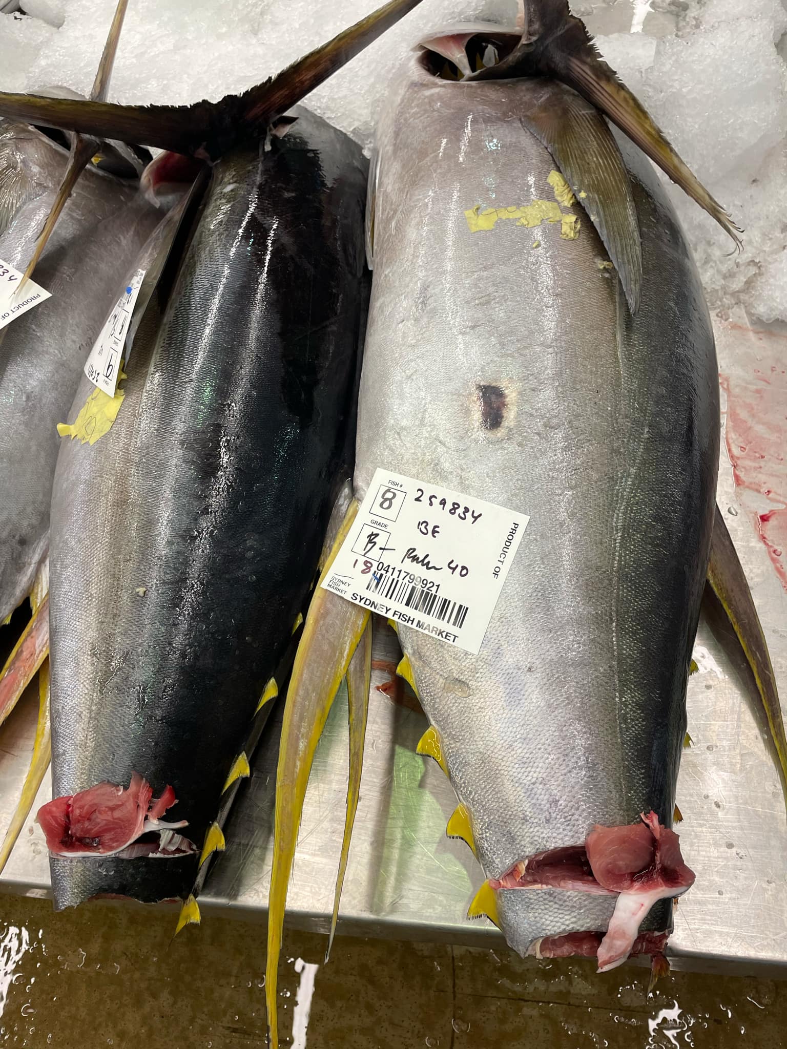 tuna-2.jpg