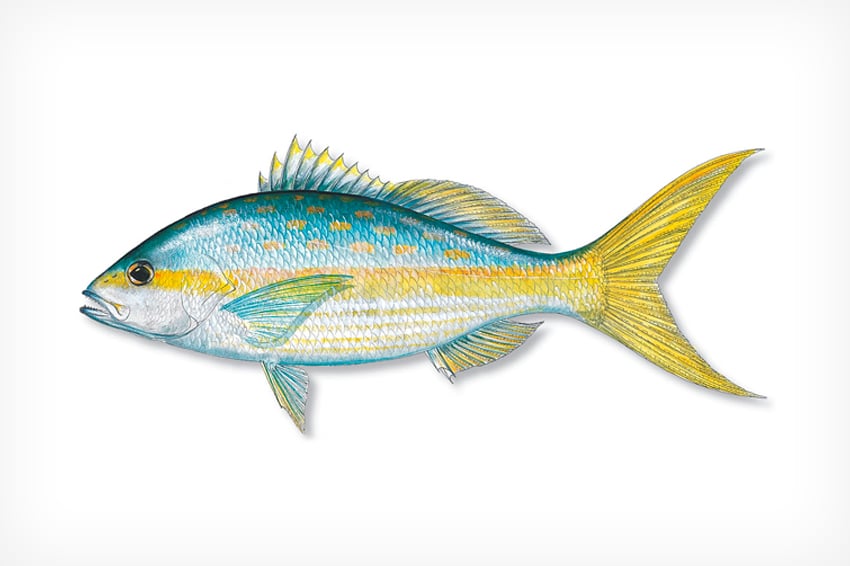 yellowtail-1.jpg