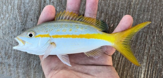 yellowtail-2.jpg